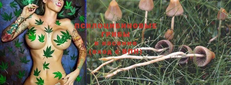 Галлюциногенные грибы MAGIC MUSHROOMS  наркотики  Заволжск 